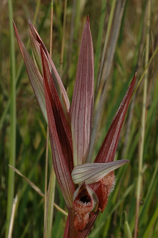 Le orchidee selvatiche spontanee di Ostia: la Serapias vomeracea e la Serapias lingua